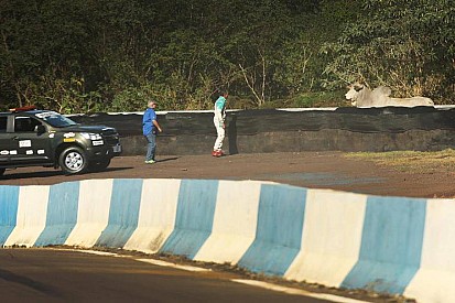 Depois de cachorros e crianças, Stock recebe visita de bois