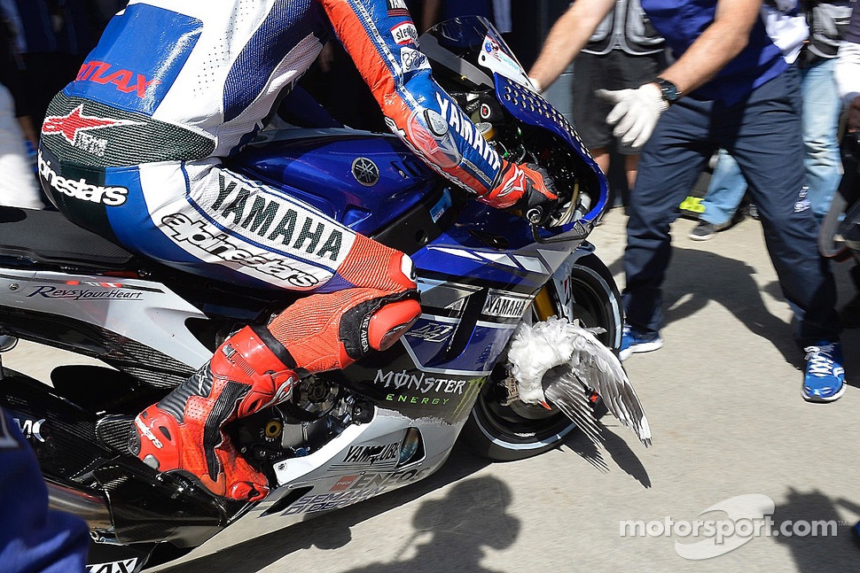 A bird stuck in the wheel of Jorge Lorenzo, Yamaha Factory Racing