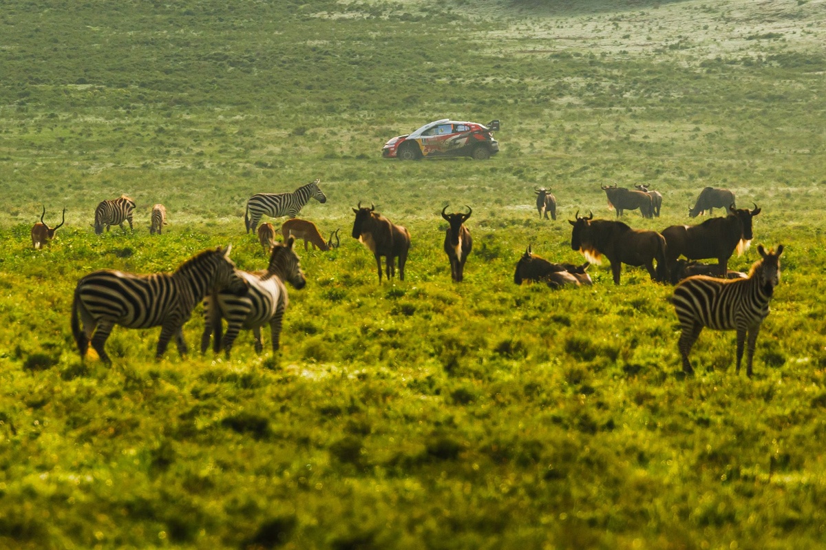 Le Safari Rally doit s'assurer un avenir en WRC après 2026