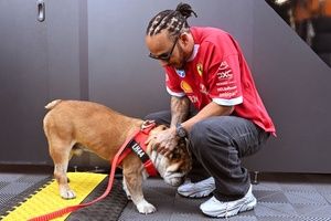 Conheça Roscoe, buldogue inseparável de Hamilton na F1 e sua luta pela saúde