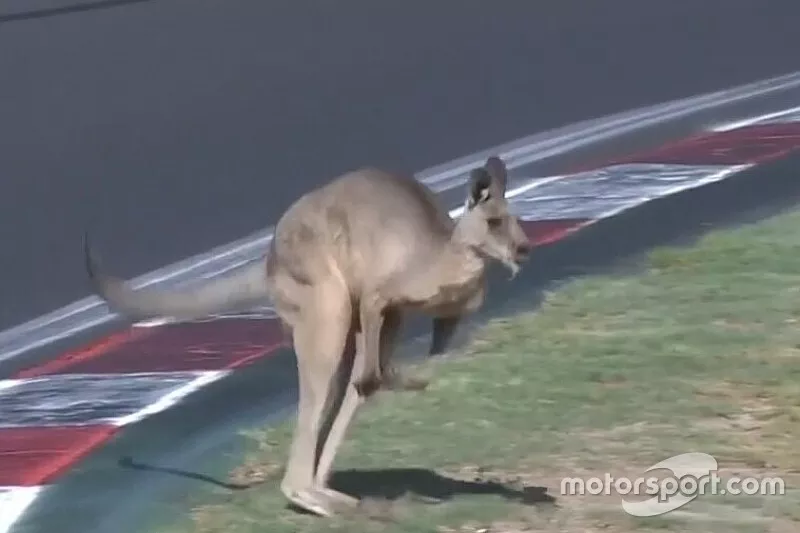 Canguru invade pista de Mount Panorama