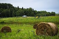 Mikkelsen pod presją