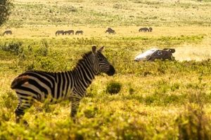 WRC Safari: Evans gana en Kenia e impulsa su candidatura al mundial