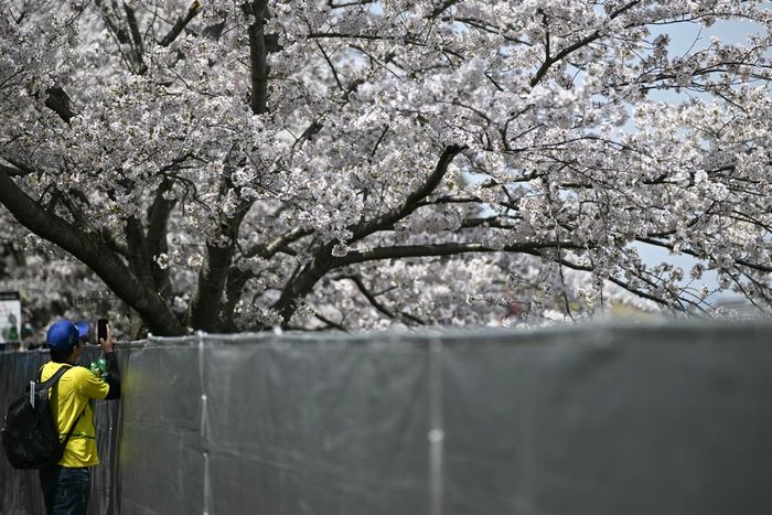 Un espectador toma fotos de los cerezos en flor 
