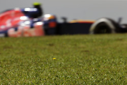 Карлос Сайнс, Scuderia Toro Rosso STR11