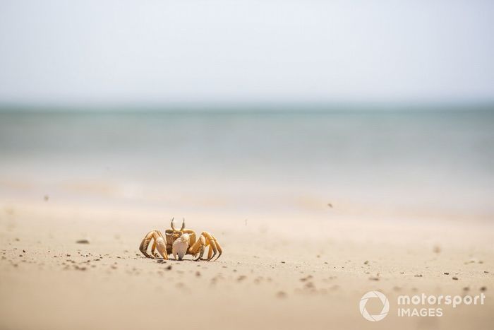 Un cangrejo en la playa que limpiaron los pilotos de Extreme E