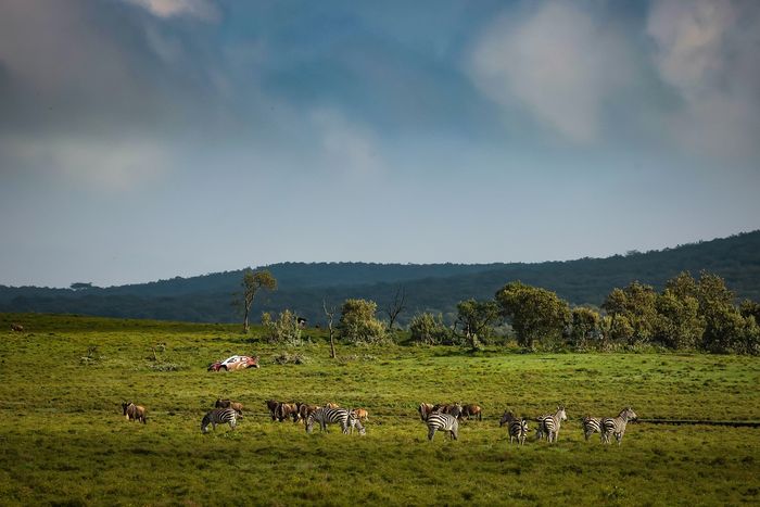 Элфин Эванс, Скотт Мартин, Toyota Gazoo Racing WRT Toyota GR Yaris Rally1
