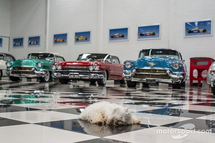 Cachorro de Nelsão em visita do Motorsport.com à garagem de Piquet em 2017
