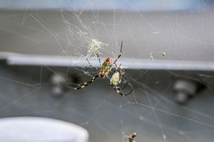 Araña